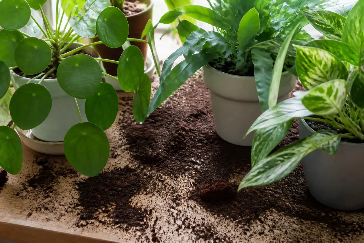 Marc de café plantes d’intérieur : Comment bien l’utiliser et éviter les erreurs ?