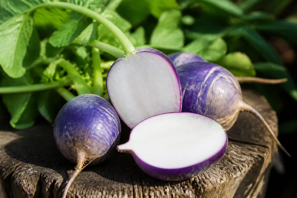 Radis bleu d’automne et hiver : Guide culture et recettes
