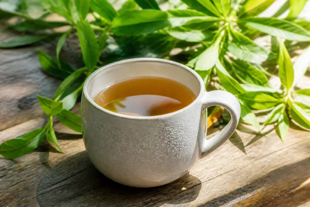 Tisane verveine : bienfaits, usage et comment la préparer ?